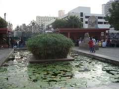 Cyperus papyrus