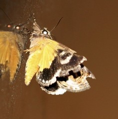 Zalissa catocalina