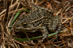 Lithobates sevosus