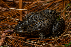 Lithobates sevosus