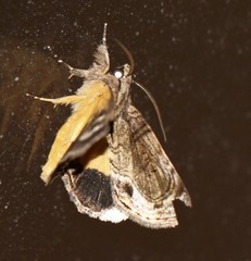 Zalissa catocalina