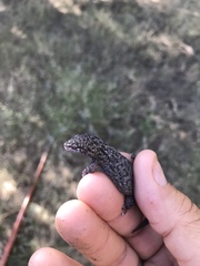 Phyllodactylus unctus