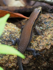 Eutropis greeri