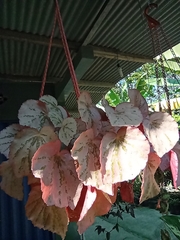 Begonia rex-cultorum