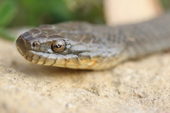 Nerodia sipedon insularum