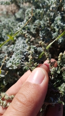 Atriplex glauca