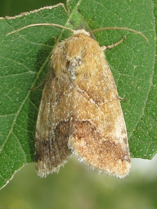Camphorweed Flower Moth