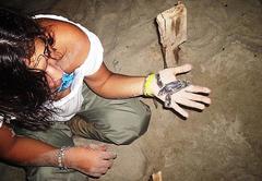 Dermochelys coriacea