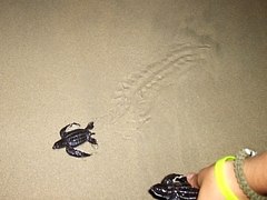 Dermochelys coriacea