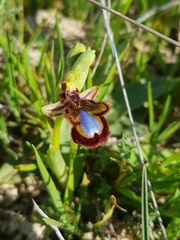 Ophrys speculum speculum