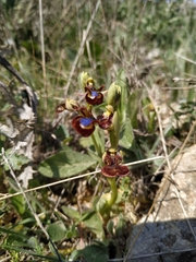 Ophrys speculum speculum