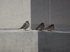 Passer domesticus