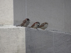 Passer domesticus