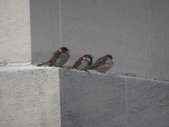 Passer domesticus