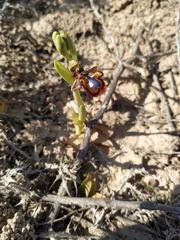 Ophrys speculum speculum