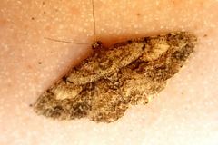 Psilalcis galsworthyi