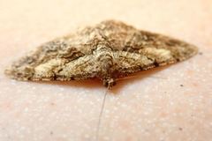 Psilalcis galsworthyi