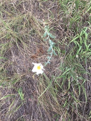 Argemone polyanthemos