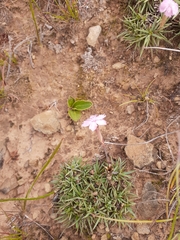 Dianthus burchellii