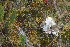 Cora pavonia