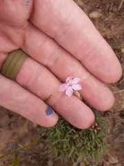 Dianthus burchellii