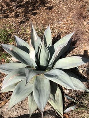 Agave ovatifolia