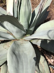 Agave ovatifolia