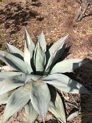 Agave ovatifolia
