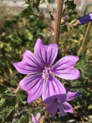 Malva sylvestris