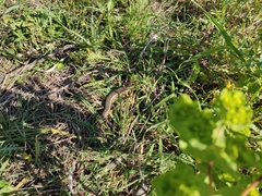 Chalcides ocellatus tiligugu