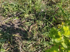Chalcides ocellatus tiligugu