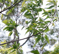 Alniphyllum pterospermum