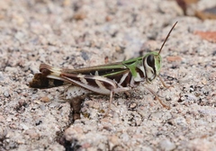 Rhammatocerus viatorius