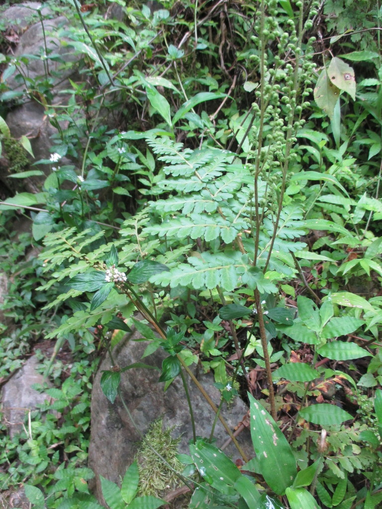 Anemia flexuosa