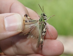 Rhammatocerus viatorius