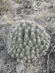 Costati