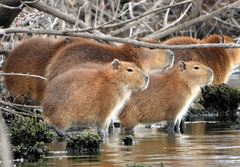 Hydrochoerus hydrochaeris