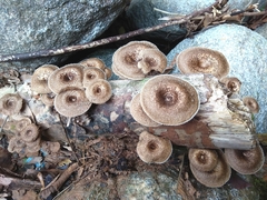 Lentinus