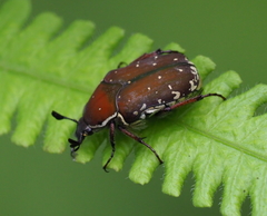 Clinteria chloronota