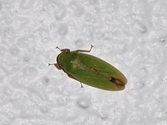Ponana