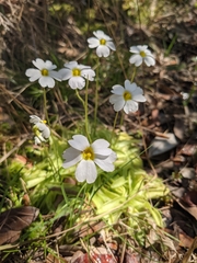 Pinguicula primuliflora