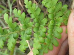 Anemia flexuosa