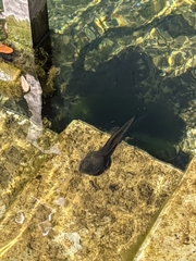 Lithobates heckscheri