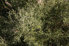 Aspalathus acuminata