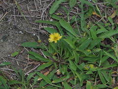 Crepidiastrum lanceolatum