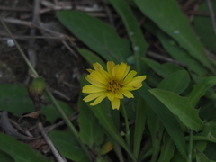 Crepidiastrum lanceolatum