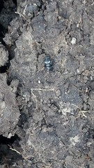 Latonigena