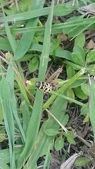 Metallactus pollens