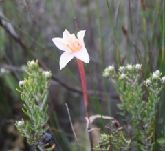 Cyrtanthus leptosiphon