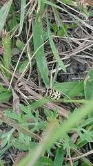 Metallactus pollens